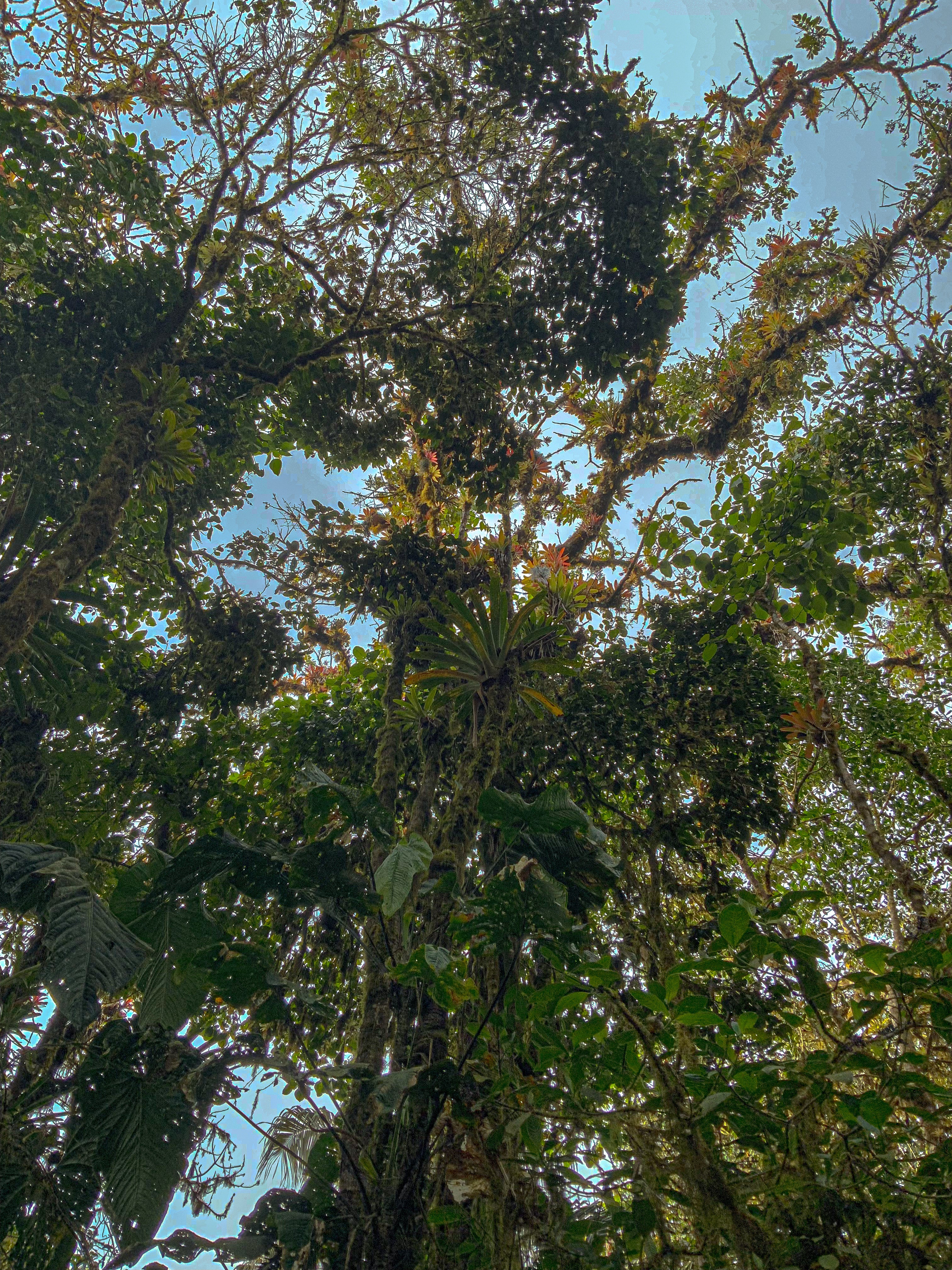 Tree_of_Life.jpg